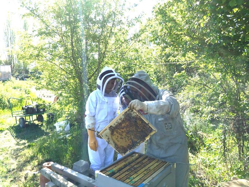 Apiculture